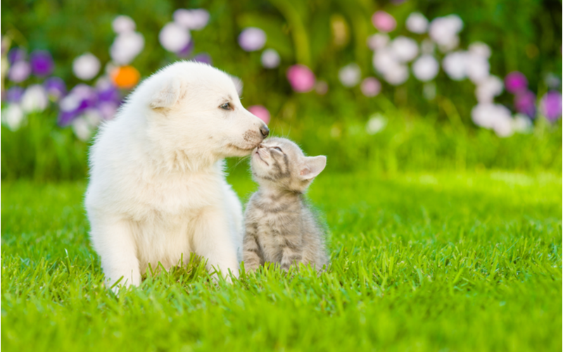 ペットの悩み　愛犬　吠える